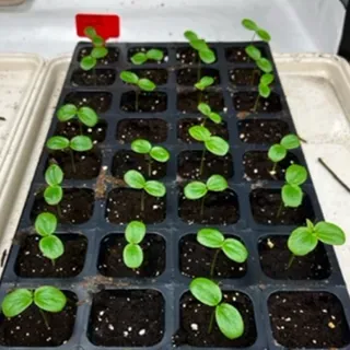 thumbnail for publication: Plant Propagation